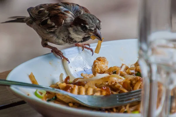 House Sparrow Passer Domesticus Feeding Leftover Food Restaurant Berlin Germany — Stock Photo, Image