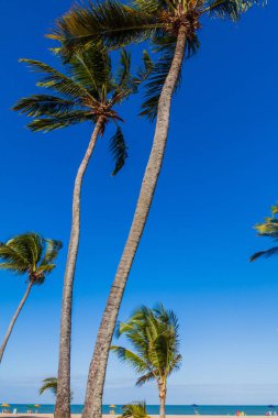 Joao Pessoa, Brezilya'da bir plajda Palmiyeler