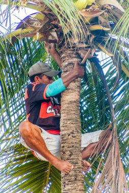 Joao Pessoa, Brezilya - 13 Ekim 2016: Yerel adam Joao Pessoa'da hindistan cevizi topluyor.