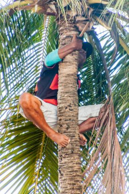 Joao Pessoa, Brezilya - 13 Ekim 2016: Yerel adam Joao Pessoa'da hindistan cevizi topluyor.