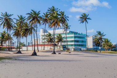 Joao Pessoa, Brezilya'da bir plajda Palmiyeler