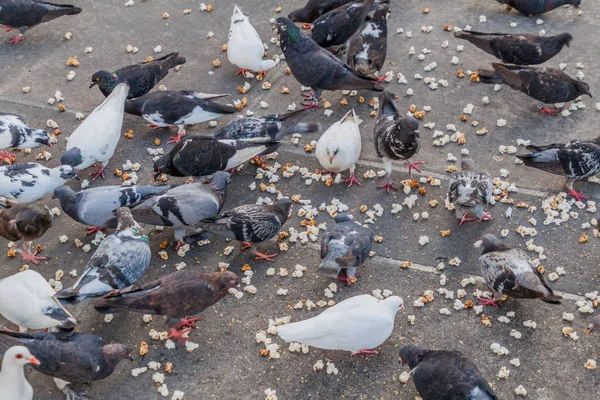Pigeons Feeding Popcorn — Stock Photo, Image