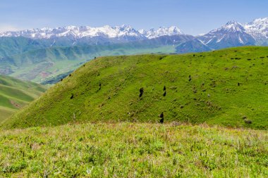Yüksek karla kaplı dağlar arka plan, Kırgızistan ile Alamedin vadisi üzerinde yeşil otlaklar