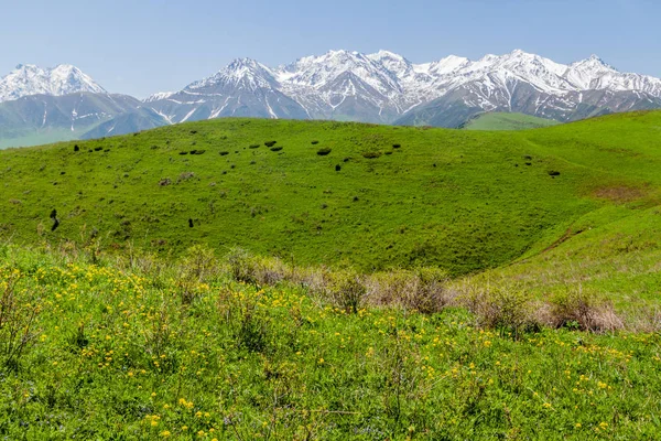 Zelené Pastviny Nad Údolím Alamedin Vysokým Sněhem Pokrytou Horami Kyrgyzstán — Stock fotografie