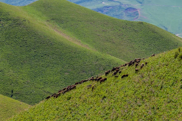 Herd Sheep Pasture Alamedin Valley Kyrgyzstan — Stock Photo, Image