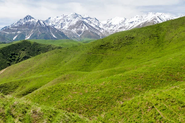 高い雪に覆われた山々の背景を持つアラマディン渓谷の牧草地 キルギス — ストック写真