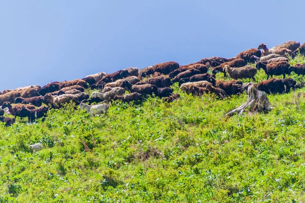 Herd Sheep Goats Pasture Alamedin Valley Kyrgyzstan — Stock Photo, Image