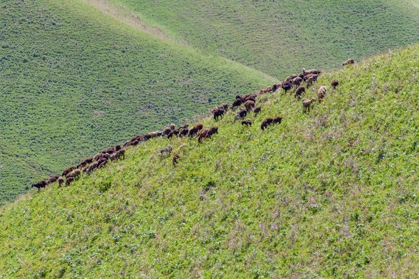 Herd Sheep Pasture Alamedin Valley Kyrgyzstan — Stock Photo, Image
