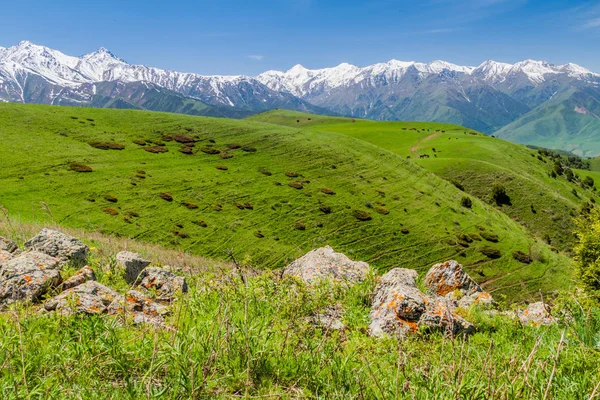 Zelené Pastviny Nad Údolím Alamedin Vysokým Sněhem Pokrytou Horami Kyrgyzstán — Stock fotografie