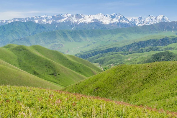 高い雪に覆われた山々の背景を持つアラメディン渓谷の牧草地 キルギス — ストック写真