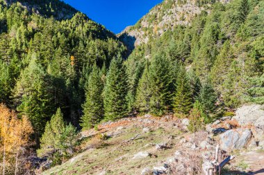 Andorra 'daki Parc Doğal Ormanı Valls del Comapedrosa Ulusal Parkı