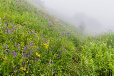 Ermenistan 'daki Dilijan Milli Parkı manzarası