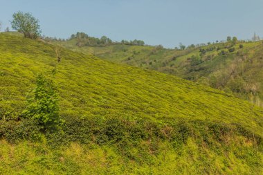 Lahijan yakınlarındaki çay bahçeleri, Gilan, İran