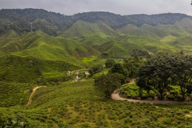 Cameron Highlands, Malezya 'da bir çay tarlası manzarası