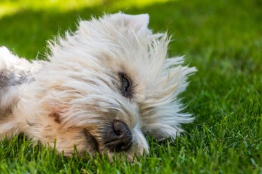 West Highland Beyaz Teriyerinin Portresi