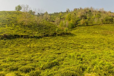 Lahijan yakınlarındaki çay bahçeleri, Gilan, İran