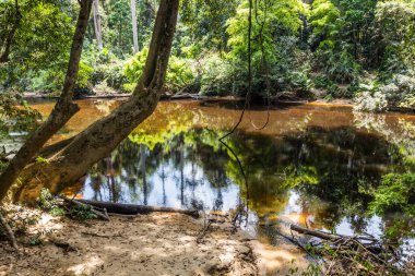Taman Negara Milli Parkı 'ndaki Tahan Nehri, Malezya.