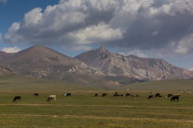 Kırgızistan, Song Kul Gölü yakınlarındaki çayırlarda.