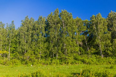 Volgograd Oblastı 'ndaki Birch Ormanı, Rusya