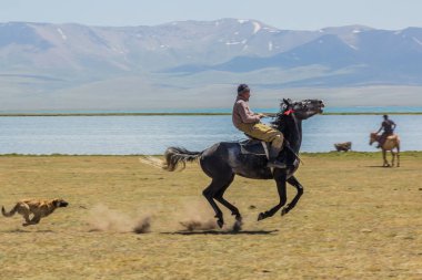 Song KOL, KYRGYZSTAN - 25 Temmuz 2018: Son Kol Gölü kıyılarındaki Ulusal At Oyunları Festivali 'nde ata binen adam