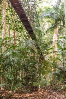 Malezya 'daki Taman Negara Milli Parkı' nda asılı köprü