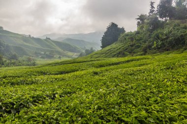 Cameron Highlands, Malezya 'daki çay çiftliği.