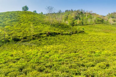 Lahijan yakınlarındaki çay bahçeleri, Gilan, İran