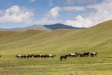 Kırgızistan, Song Kul Gölü yakınlarında bir at sürüsü.