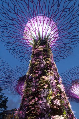 SINGAPORE, ŞARKI - 11 Mart 2018 Singapur 'daki Supertree Grove' un Akşam Görüşü