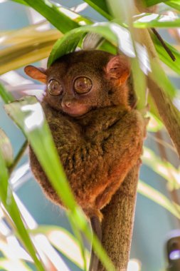 Filipin tarsieri (Carlito syrichta) Bohol Adası, Filipinler