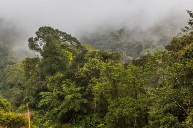 Cameron Highlands, Malezya 'daki puslu orman