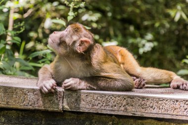 Çin 'in Hunan eyaletindeki Zhangjiajie Ulusal Orman Parkı' nda Macaque