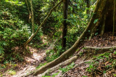 Taman Negara Ulusal Parkı, Malezya 'da orman yolu