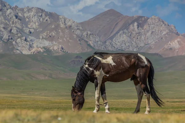 Cavallo Prato Tra Montagne Del Kirghizistan — Foto Stock