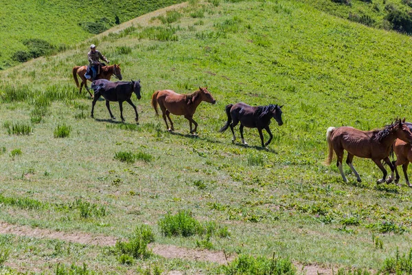 Song Kul Kyrgyzstan Června 2018 Stádo Koní Jezera Song Kul — Stock fotografie