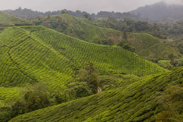 Blick Auf Eine Teeplantage Den Cameron Highlands Malaysia — Stockfoto