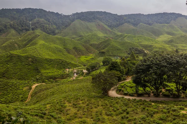 Vista Uma Plantação Chá Cameron Highlands Malásia — Fotografia de Stock