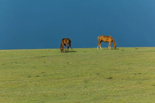 Cavalos Pasto Perto Lago Song Kul Quirguistão — Fotografia de Stock