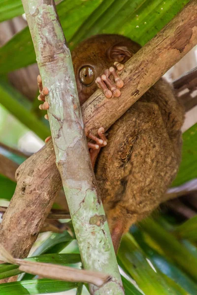 Filipijnse Tarsier Carlito Syrichta Het Eiland Bohol Filipijnen — Stockfoto