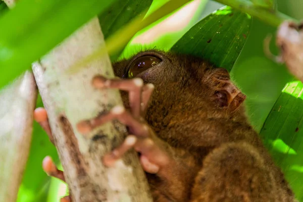 Filipijnse Tarsier Carlito Syrichta Het Eiland Bohol Filipijnen — Stockfoto