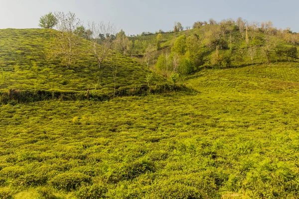 Lahijan yakınlarındaki çay bahçeleri, Gilan, İran
