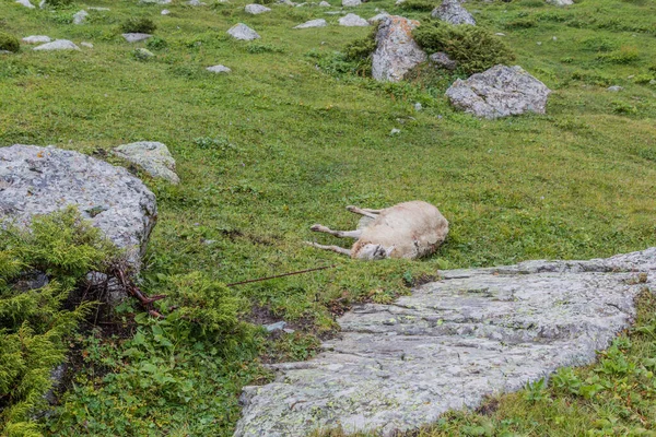 Ovelha Estrangulada Terskey Alatau Gama Montanhas Quirguistão — Fotografia de Stock