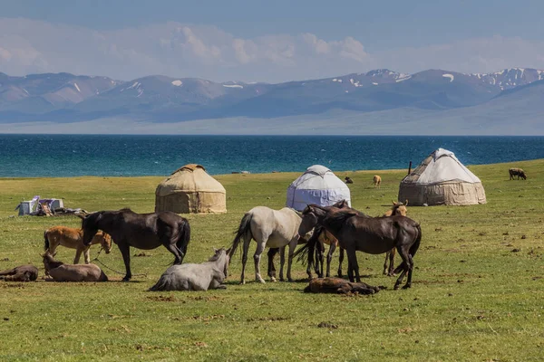 Yourtes Chevaux Près Lac Song Kul Kirghizistan — Photo