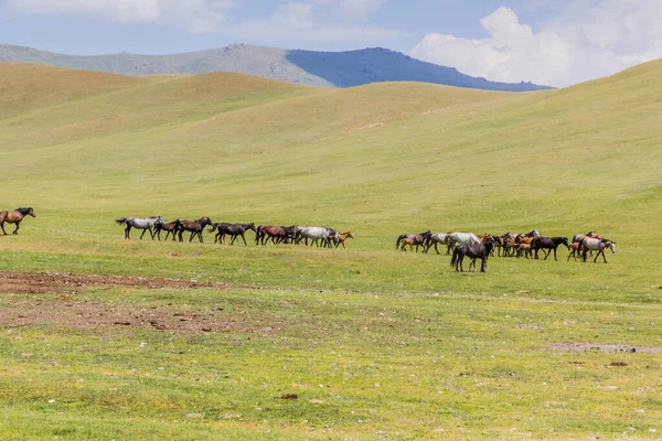 Herd Horses Song Kul Lake Kyrgyzstan — Stock Photo, Image