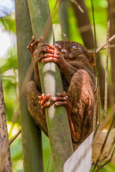 Tarsier Filipino Carlito Syrichta Isla Bohol Filipinas —  Fotos de Stock