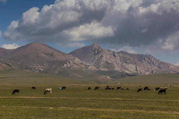 Pâturages Près Lac Song Kul Kirghizistan — Photo