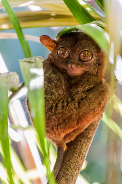 Tarsier Filipino Carlito Syrichta Isla Bohol Filipinas —  Fotos de Stock