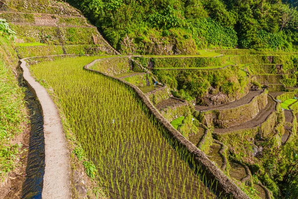 菲律宾吕宋岛上的Ifugao水稻梯田 — 图库照片