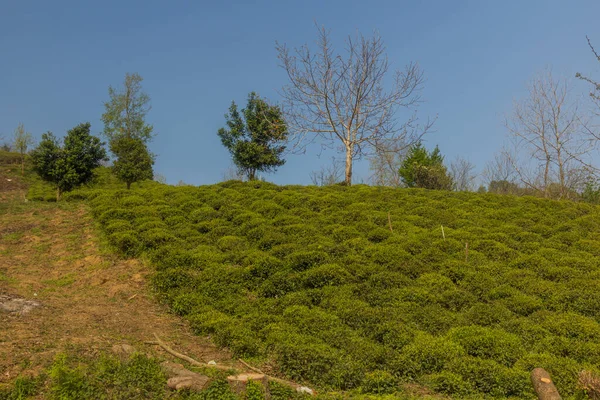 Ogrody Herbaciane Pobliżu Lahijan Prowincja Gilan Iran — Zdjęcie stockowe