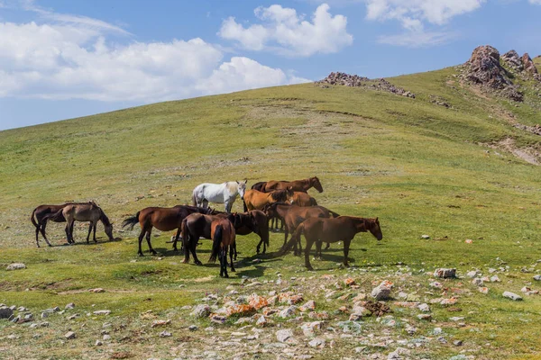 Caballos Prado Cerca Del Lago Song Kul Kirguistán —  Fotos de Stock